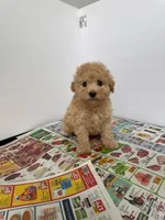 Max , a male Maltipoo for sale in Los Angeles, CA – 1 of 2