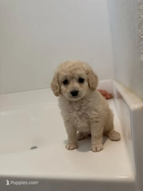 Coco – Maltipoo puppy for sale in Corona, CA