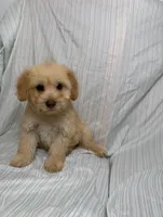 Roni, a male Maltipoo for sale in Los Angeles, CA – 2 of 3
