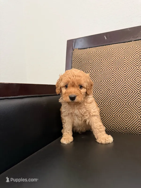 Rex  – Maltipoo puppy for sale in Moreno Valley, CA