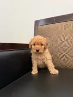 Rex , a male Maltipoo for sale in Moreno Valley, CA – 1 of 2