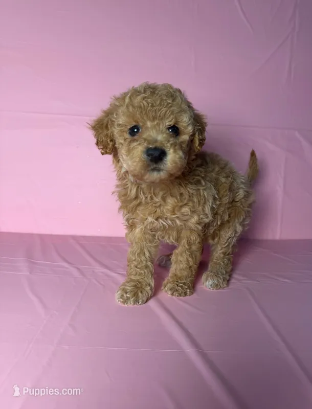 Coco – Maltipoo puppy for sale in Santa Ana, CA