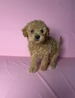 Coco, a female Maltipoo for sale in Santa Ana, CA – 2 of 2