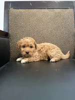 Roxy , a female Maltipoo for sale in Moreno Valley, CA – 3 of 3