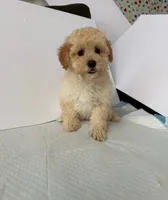 Coco, a female Maltipoo for sale in Santa Ana, CA – 1 of 2