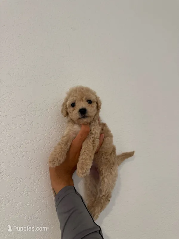 Cocoo – Maltipoo puppy for sale in Los Angeles, CA
