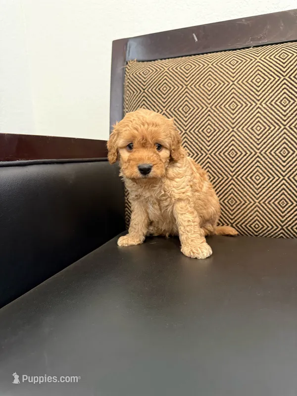 Hatchi  – Maltipoo puppy for sale in Moreno Valley, CA