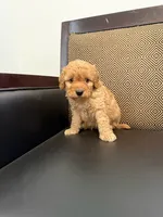 Hatchi , a male Maltipoo for sale in Moreno Valley, CA – 1 of 1