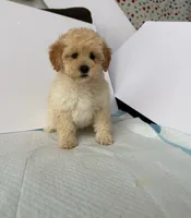 Coco, a female Maltipoo for sale in Santa Ana, CA – 2 of 2