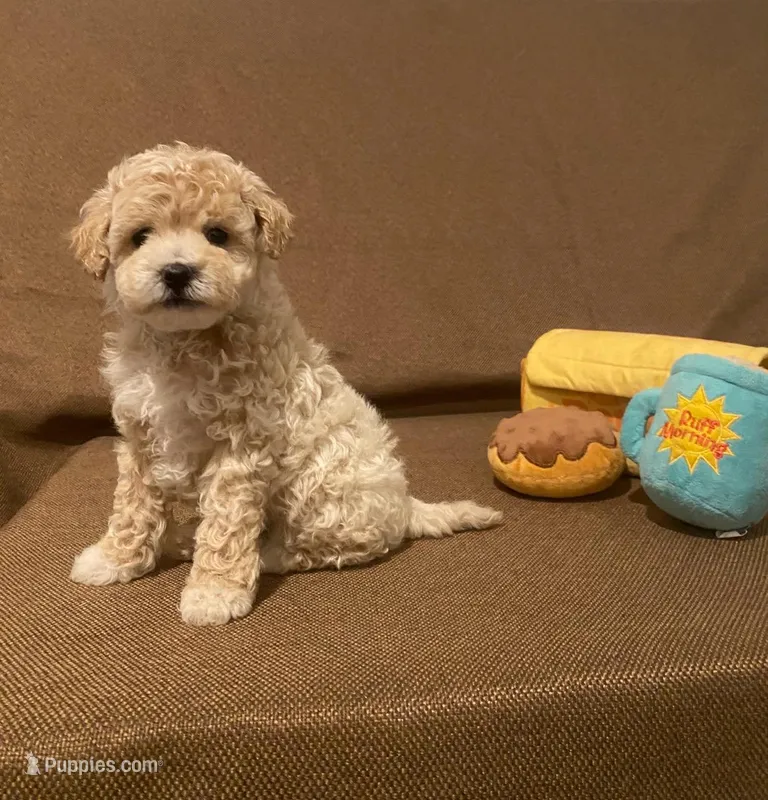 Sunshine – Maltipoo puppy for sale in El Sobrante, CA
