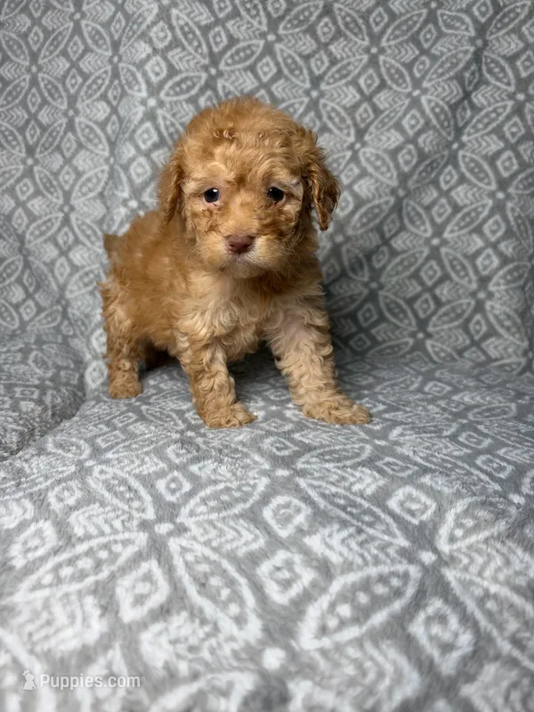 Coco – Maltipoo puppy for sale in Los Angeles, CA