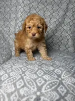 Coco, a female Maltipoo for sale in Los Angeles, CA – 1 of 1