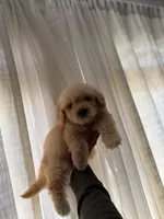 Toto, a male Maltipoo for sale in Los Angeles, CA – 1 of 2