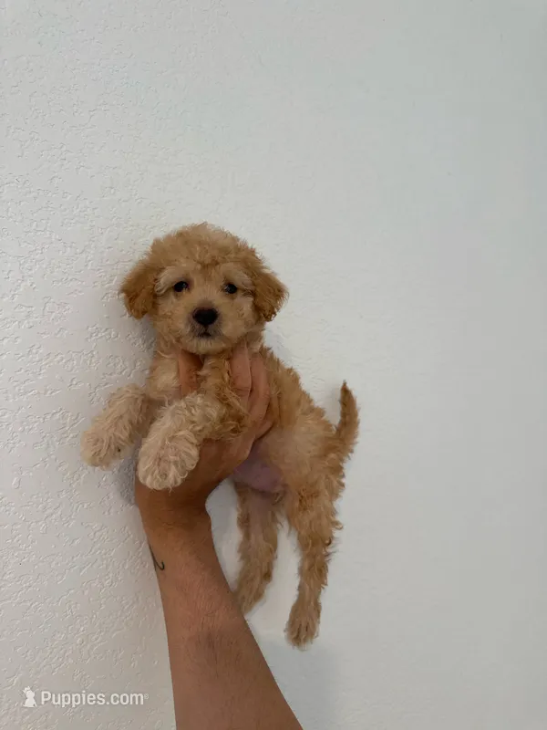 Bella – Maltipoo puppy for sale in Los Angeles, CA