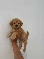 Bella, a female Maltipoo for sale in Los Angeles, CA – 1 of 2