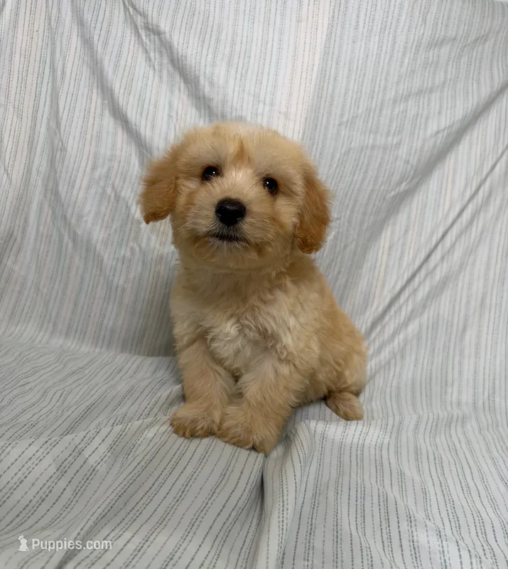Maxx – Maltipoo puppy for sale in Los Angeles, CA