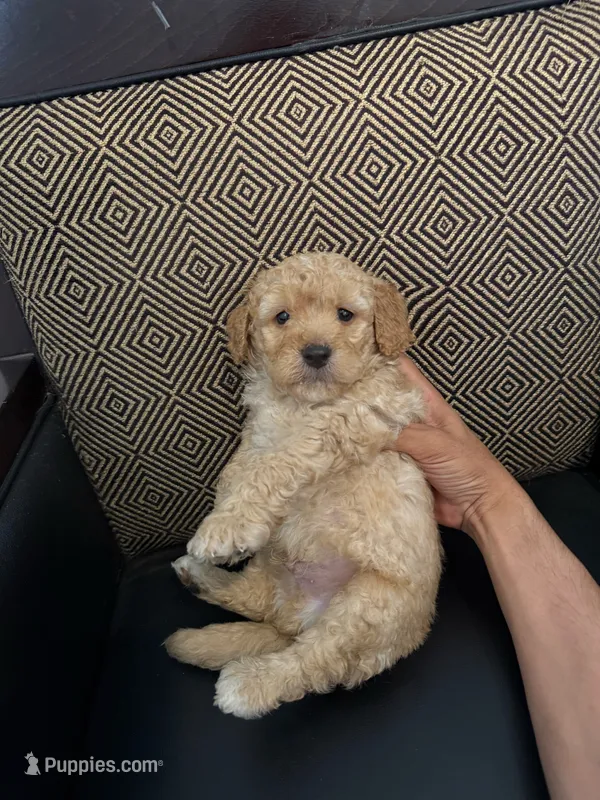 Milo – Maltipoo puppy for sale in Moreno Valley, CA