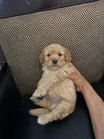 Milo, a  Maltipoo for sale in Moreno Valley, CA – 1 of 1