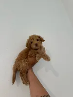 Roxy, a female Maltipoo for sale in Los Angeles, CA – 2 of 2