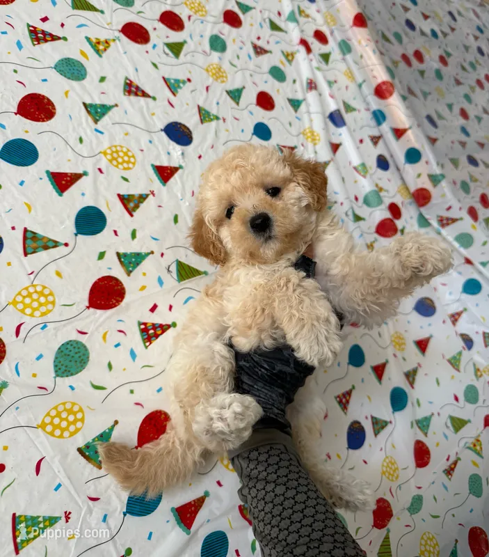 Sunny – Maltipoo puppy for sale in Santa Ana, CA