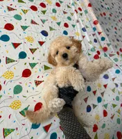 Sunny, a female Maltipoo for sale in Santa Ana, CA – 1 of 1
