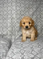 Toto, a male Maltipoo for sale in Los Angeles, CA – 1 of 1