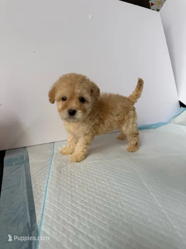 Bella  – Maltipoo puppy for sale in Santa Ana, CA