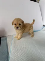 Bella , a female Maltipoo for sale in Santa Ana, CA – 1 of 2