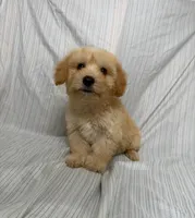 Roni, a male Maltipoo for sale in Los Angeles, CA – 3 of 3