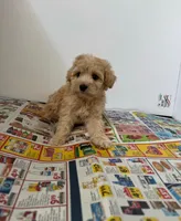 Milo, a male Maltipoo for sale in Los Angeles, CA – 2 of 2