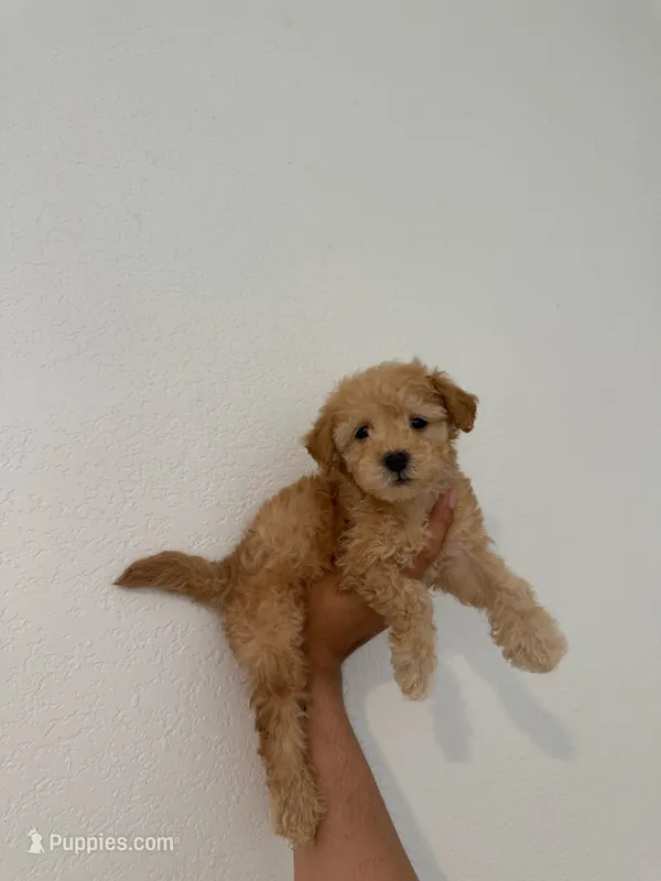 Rex  – Maltipoo puppy for sale in Los Angeles, CA