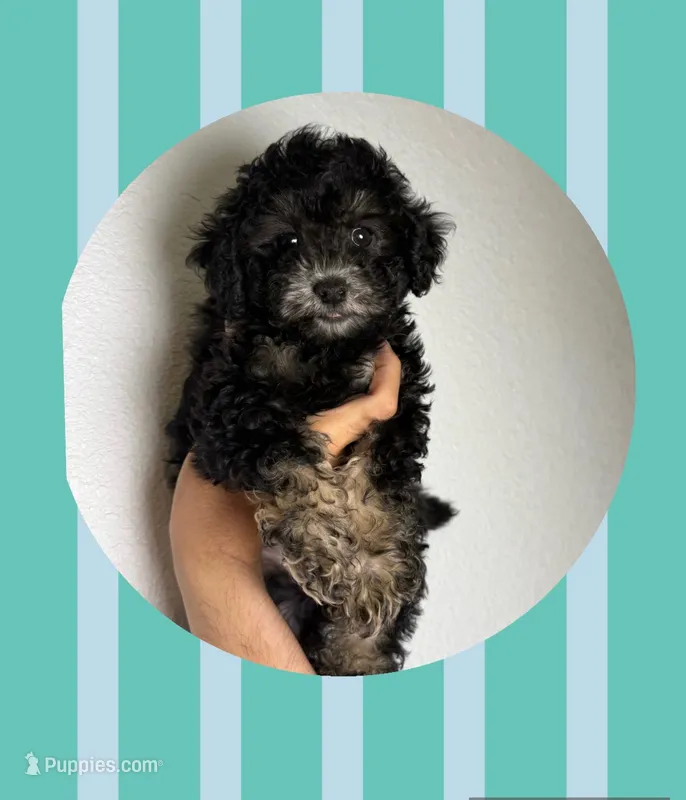 Max  – Maltipoo puppy for sale in Corona, CA
