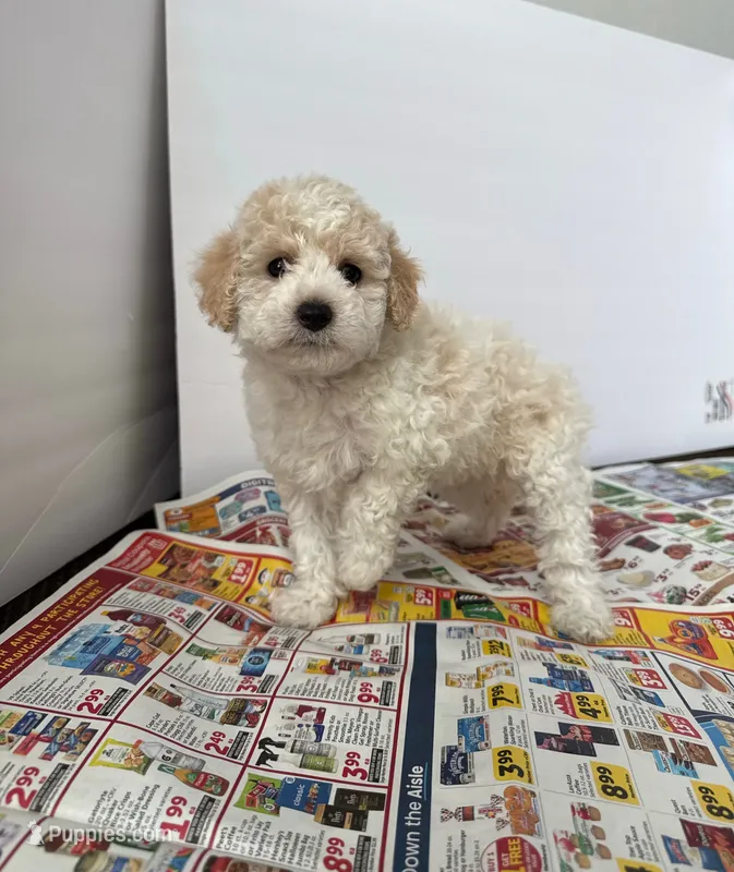 Bella – Maltipoo puppy for sale in Los Angeles, CA
