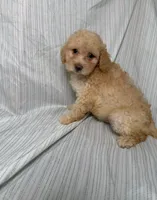 Tobii, a male Maltipoo for sale in Los Angeles, CA – 2 of 2