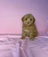 Moon , a female Maltipoo for sale in Santa Ana, CA – 1 of 2