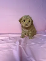 Moon , a female Maltipoo for sale in Santa Ana, CA – 2 of 2