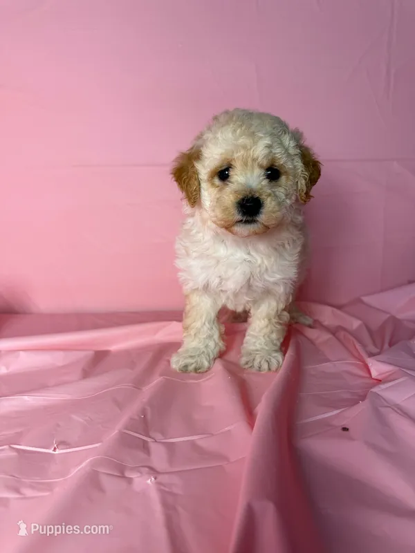 Sunny  – Maltipoo puppy for sale in Santa Ana, CA