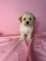 Sunny , a female Maltipoo for sale in Santa Ana, CA – 1 of 2