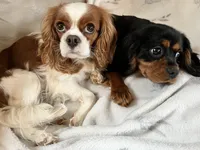 processed/cea0b3d9-37a3-4c23-9741-ba39d20e0a15/facility/29ae95f2-dfa8-4ab2-8c7b-5913f4363e3f