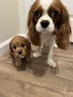 processed/cea0b3d9-37a3-4c23-9741-ba39d20e0a15/facility/5c653d1e-1cf3-4877-aa7b-c12739d9acf0