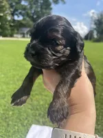 Brookie, a female Cavapoo for sale in Crossville, TN – 2 of 5