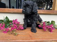 Boston, a male Cavapoo for sale in Crossville, TN – 6 of 8