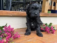 Boston, a male Cavapoo for sale in Crossville, TN – 2 of 8