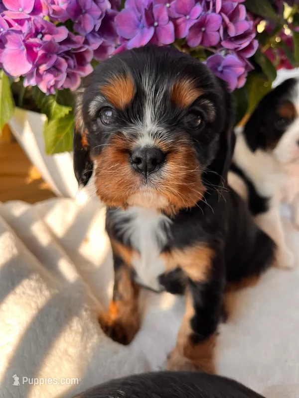 Nash – Cavalier King Charles Spaniel puppy for sale in Crossville, TN