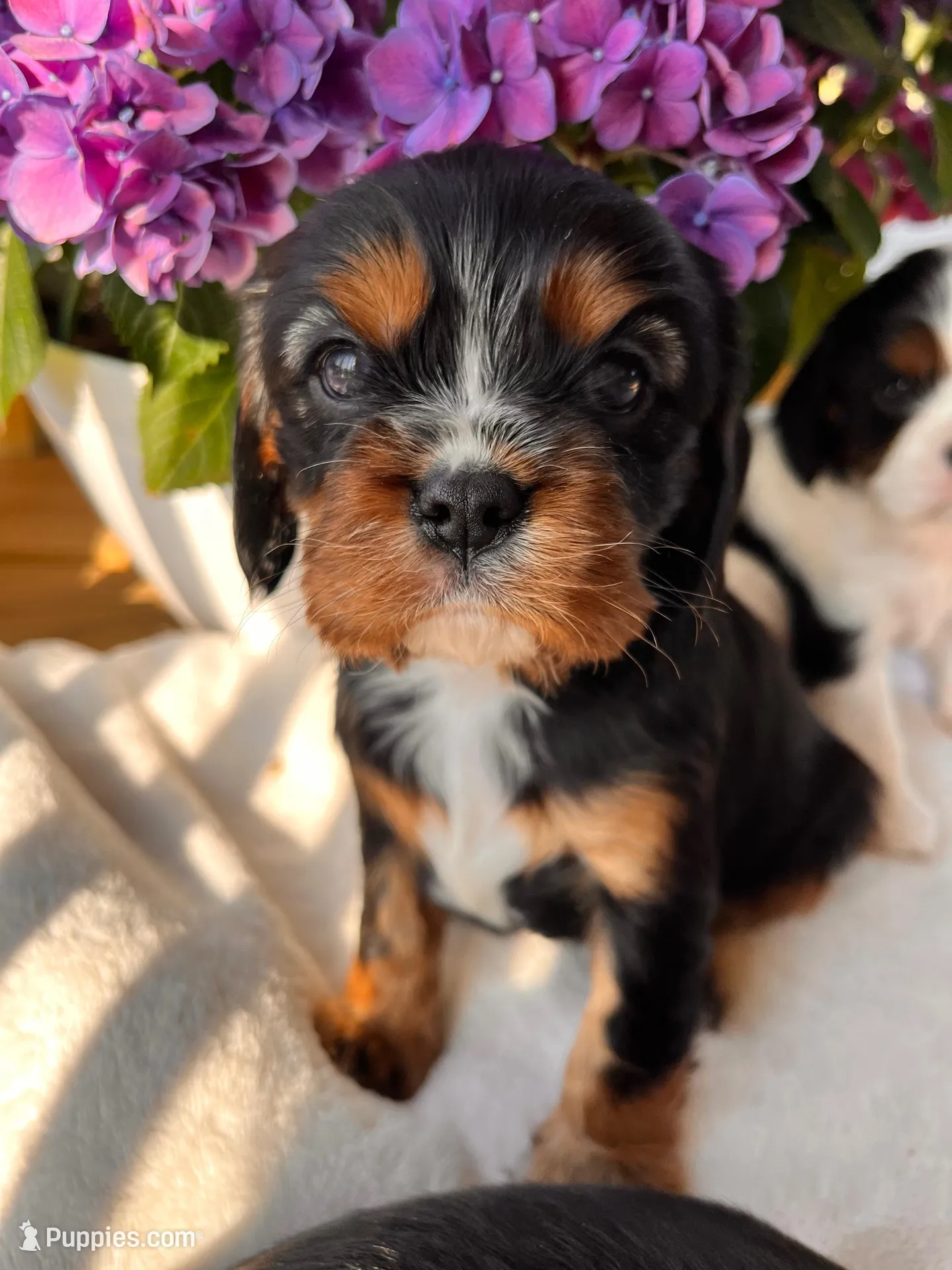 Max, a male Cavalier King Charles Spaniel for sale in Crossville, TN – 1 of 5