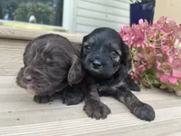 Brookie, a female Cavapoo for sale in Crossville, TN – 5 of 5