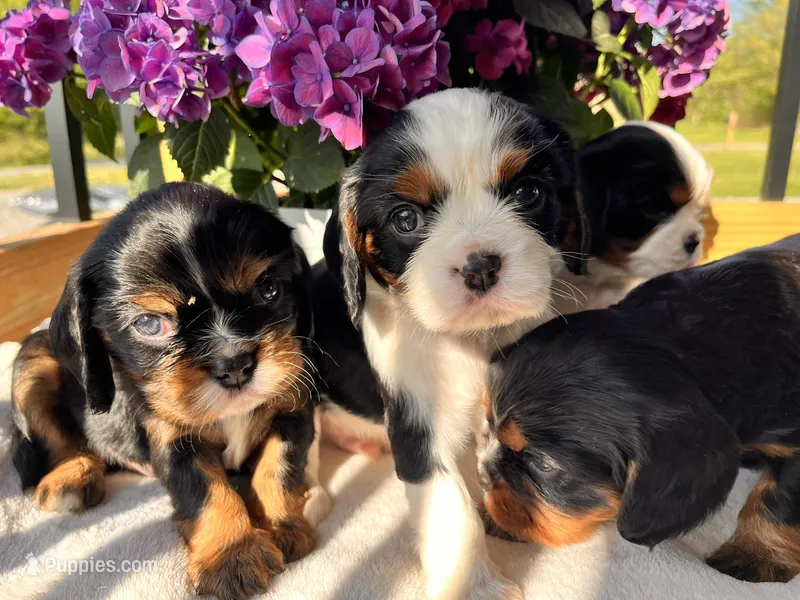 Stitch – Cavalier King Charles Spaniel puppy for sale in Crossville, TN