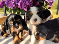 Dash, a male Cavalier King Charles Spaniel for sale in Crossville, TN – Photo 3 of 4
