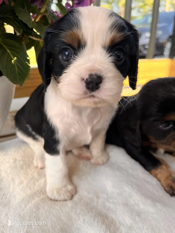 Stitch – Cavalier King Charles Spaniel puppy for sale in Crossville, TN