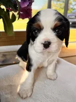 Dash, a male Cavalier King Charles Spaniel for sale in Crossville, TN – Photo 1 of 4